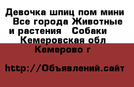 Девочка шпиц пом мини - Все города Животные и растения » Собаки   . Кемеровская обл.,Кемерово г.